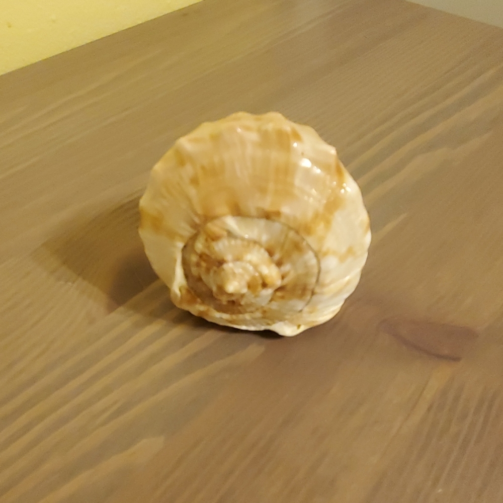 Seashell
